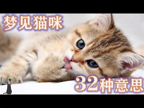 鐵海棠 風水 夢見貓生小貓號碼